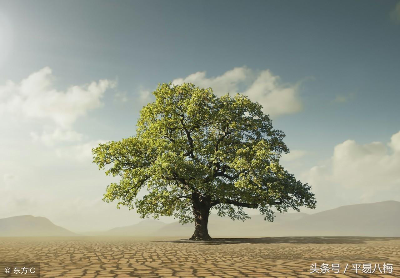 申金长生在何方，家中有宝一定发打一准确生肖，全面释义、前沿解答解释落实